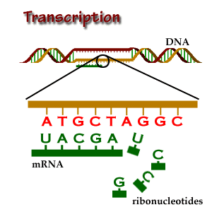 Is Mrna Made From The Template Strand Of The Dna Coding Strand