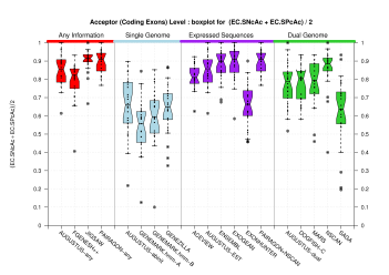 Acceptor Site (Coding Exons)