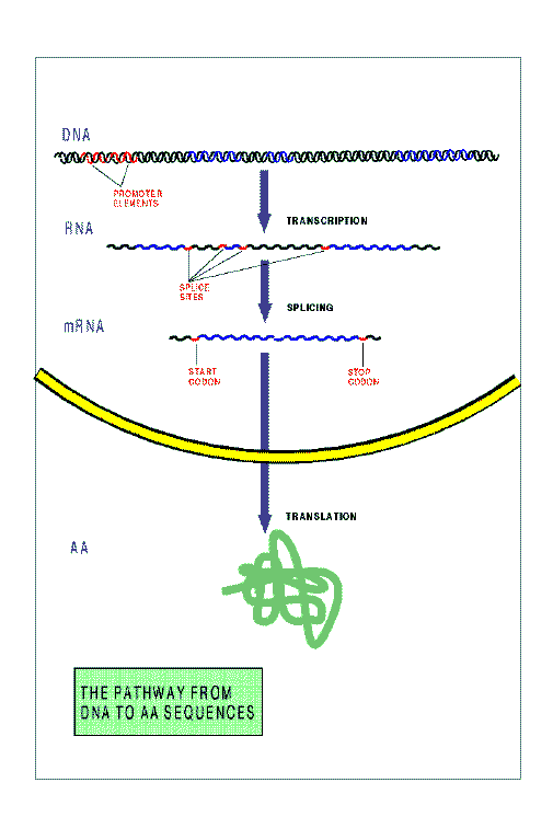 the pathway from DNA to protein sequences