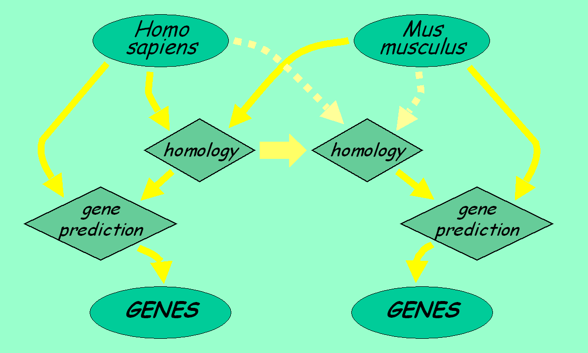 Comparative Gene-Finding Outline