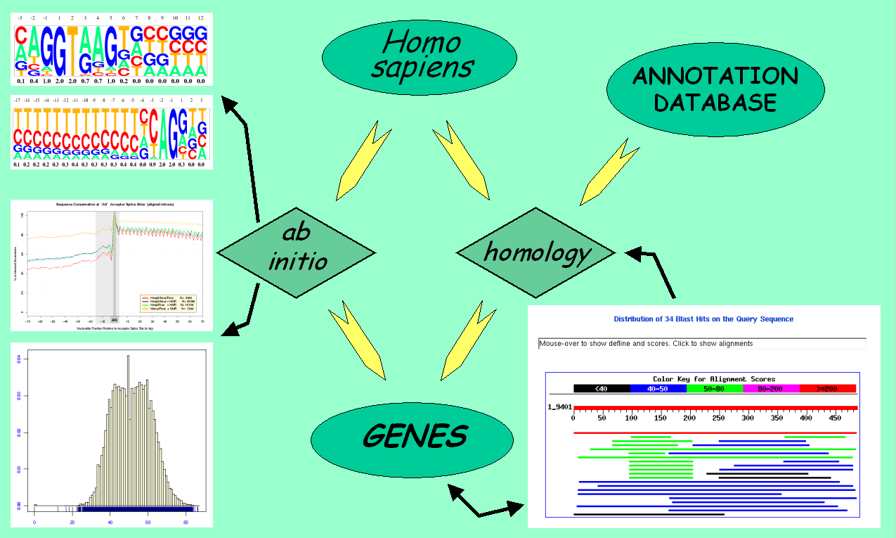 Ab-initio Gene-Finding