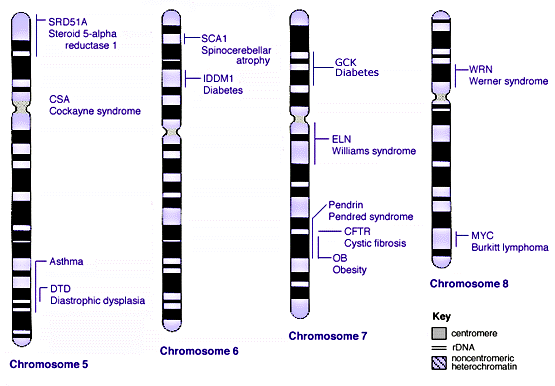 werners syndrome chromosome