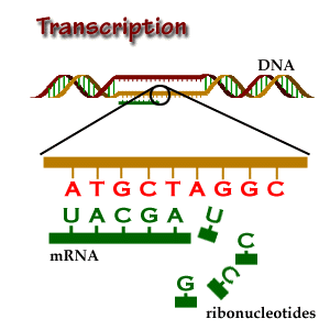 transcription