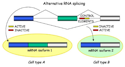 Alternative splicing