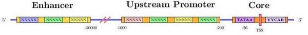 promoter region